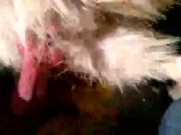 Pet porn with a furry dog